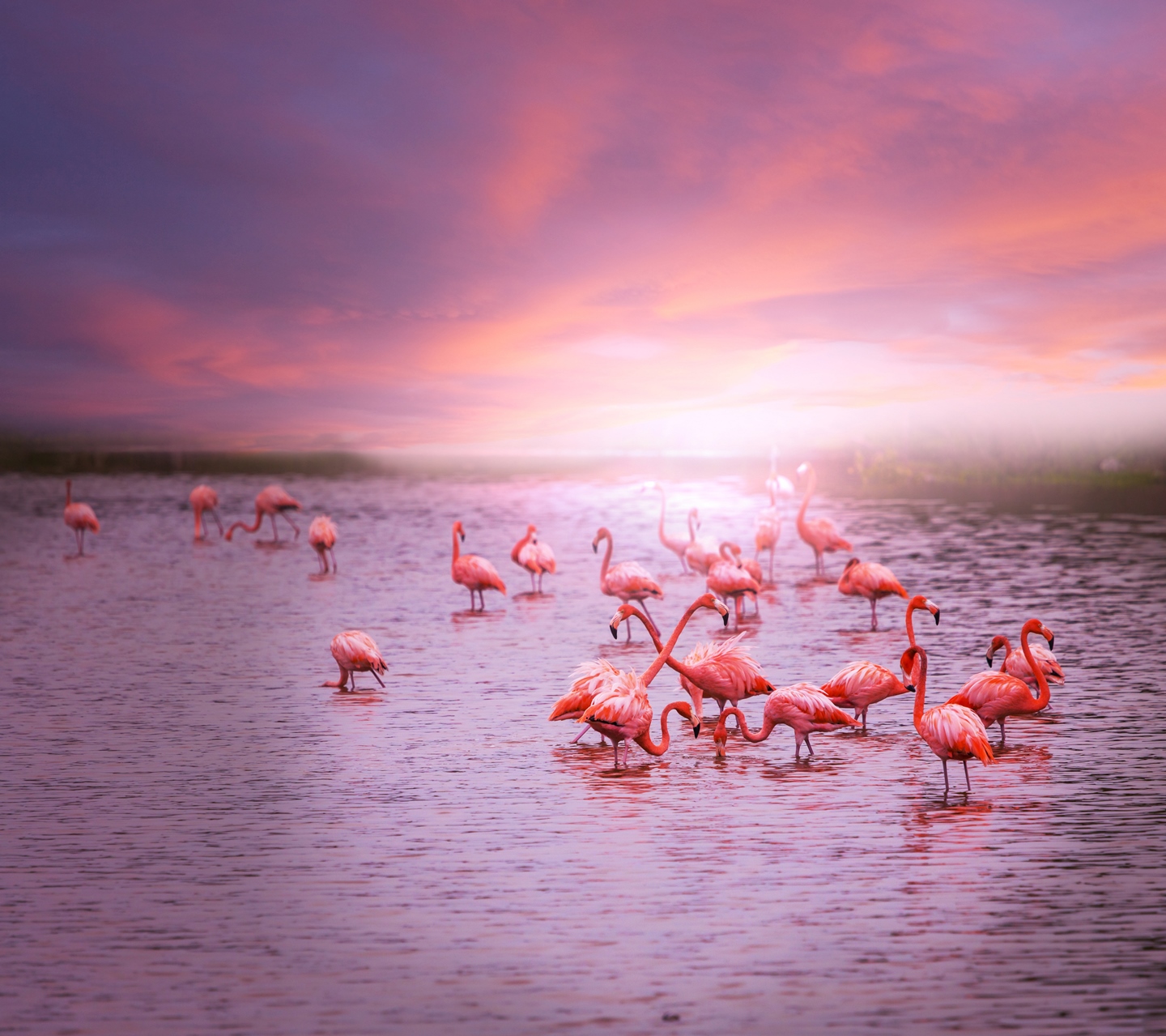 Amazing flamingos.jpg